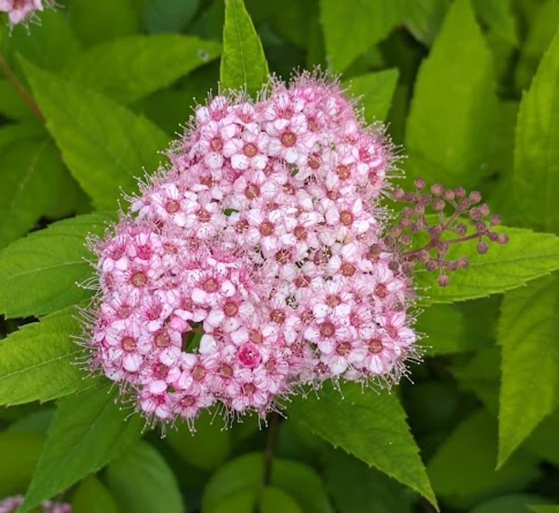 Japanese Spiraea, a birthday flower of October 13th photo