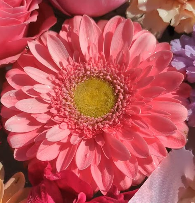 A day for Gerbera Flowers photo