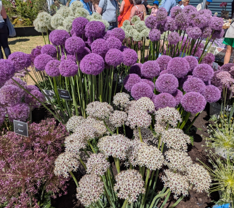 Allium, a birthday flower of July 23rd photo