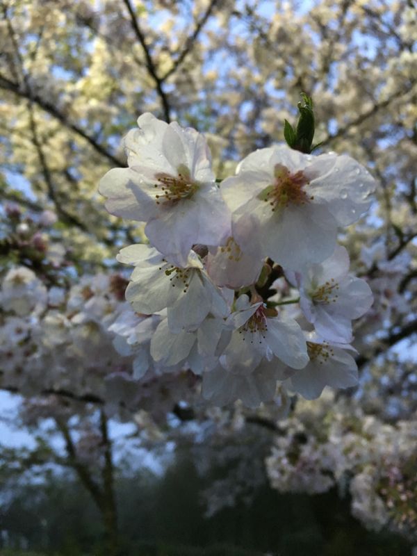 Cherry Blossom: The season, spots in Tokyo photo