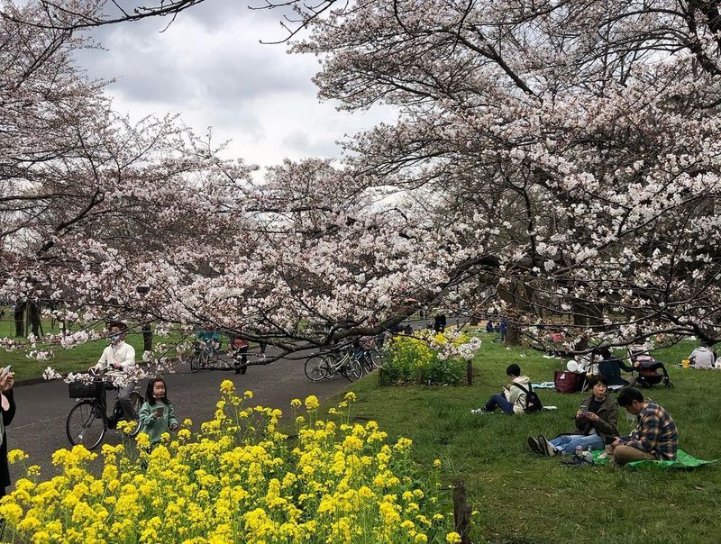 A stunning springtime park in Tokyo's western suburbs [SPOT REPORT] photo