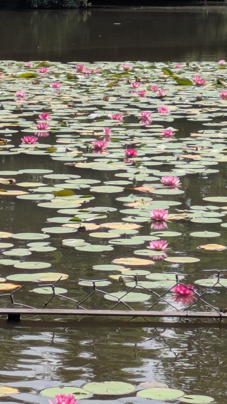 Summer flowers in Japan: water lilies photo