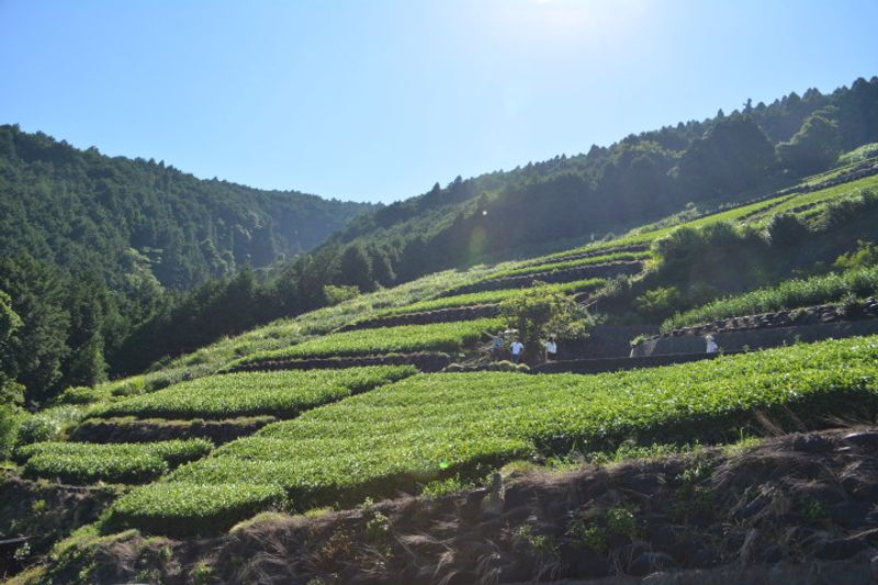 Exploring the Green Tea culture of Shizuoka with City Cost photo