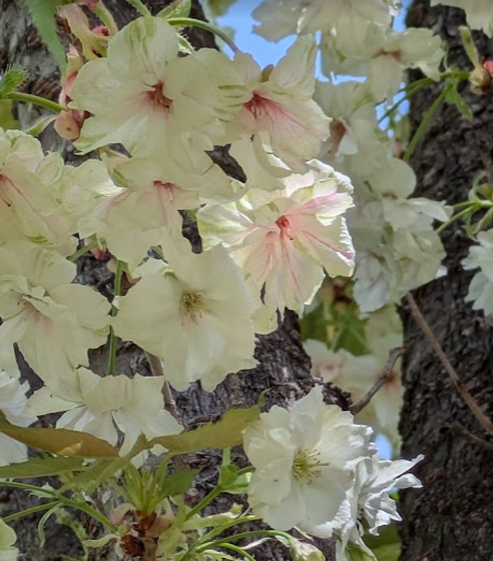 The magical, color changing cherry blossom photo