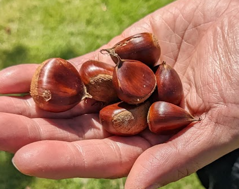 The Birthplace and Origin of Chestnut Kinton Day photo
