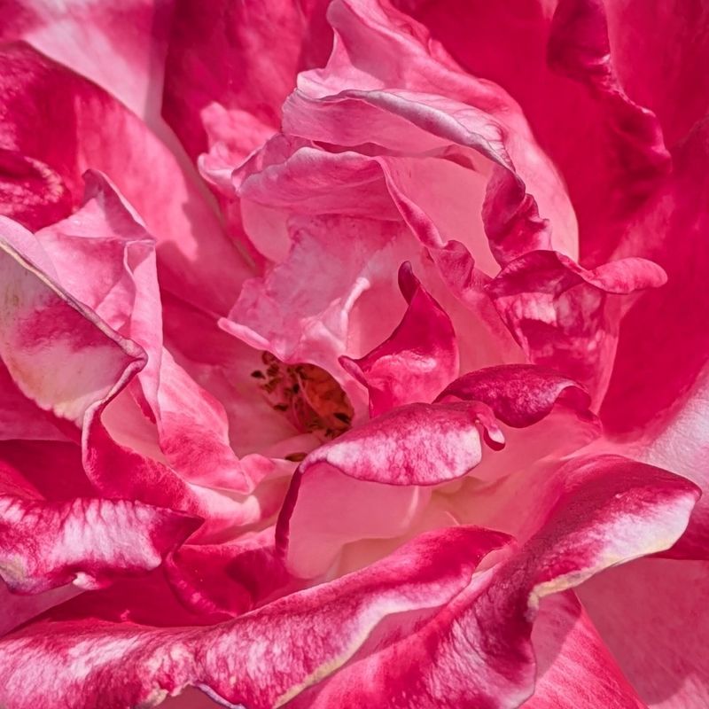 Jindai Botanical Garden autumn rose festival 2025 photo
