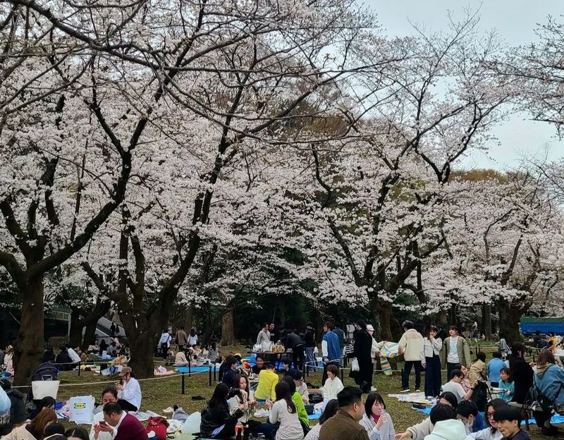 A return to sakura normalcy at Yoyogi Park [SPOT REPORT] photo