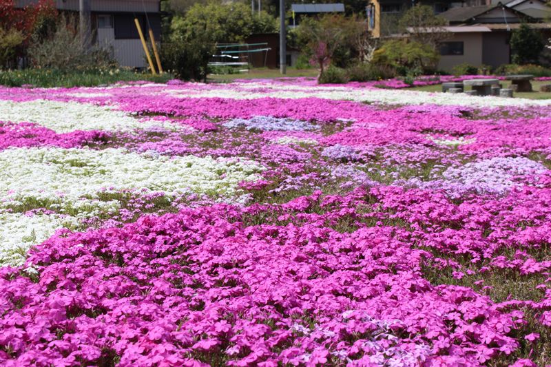 Moss phlox, a birthday flower of April 8th photo