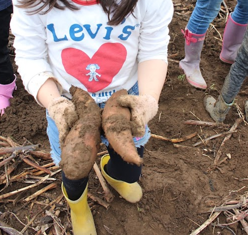 A Day to Dig Sweet Potatoes! photo