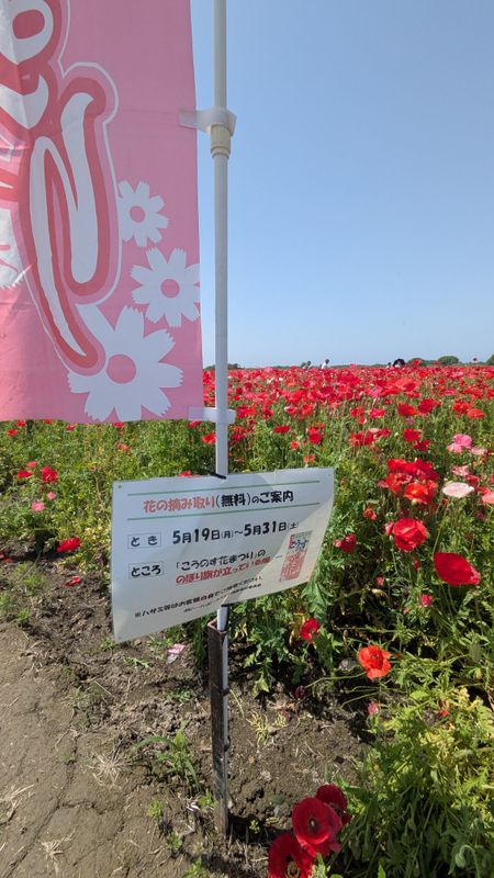 Free poppy picking season photo