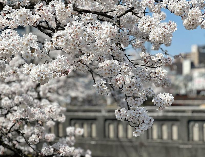 Sakura along the banks of Nagaoka's Kaki River [SPOT REPORT] photo