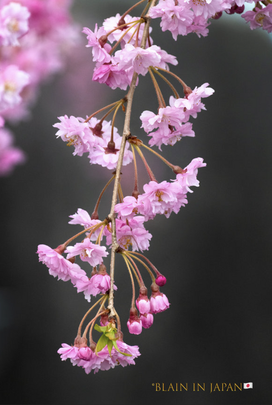 Earliest Cherry Blossoms in Japan photo