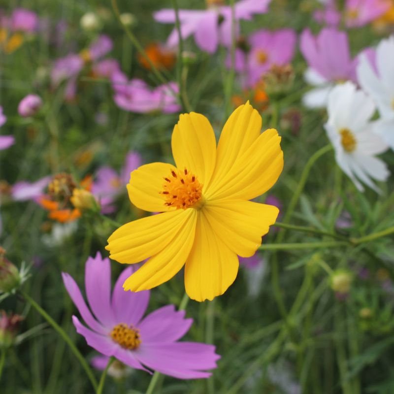 Six places for cosmos flowers in Tokyo photo