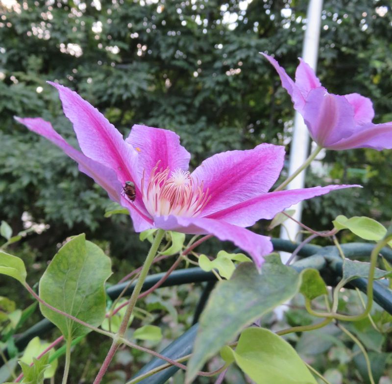 Ashikaga Flower Park in late summer photo