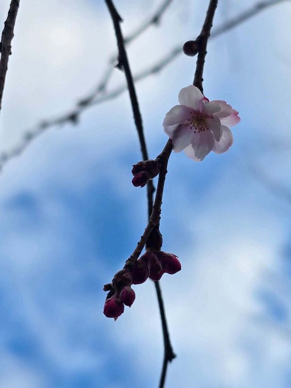 The future of family life in Japan photo