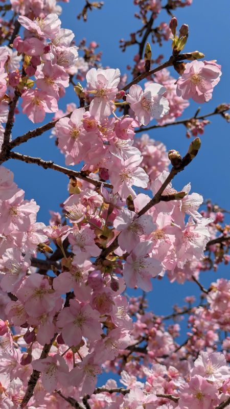 The Kawazu early blooming cherry blossoms are finally here photo