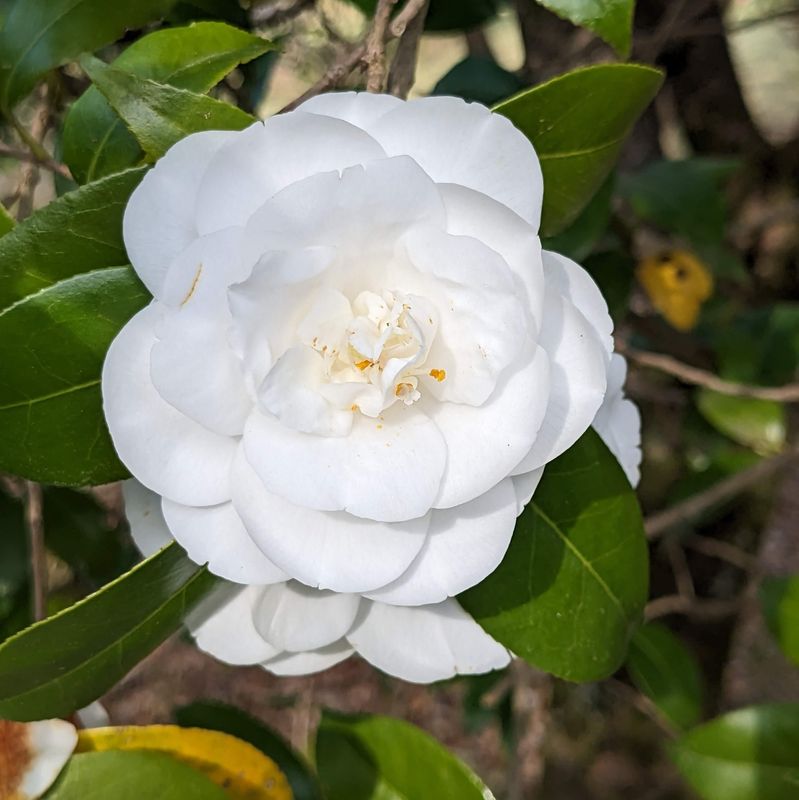 Is the white camellia your birthday flower? photo