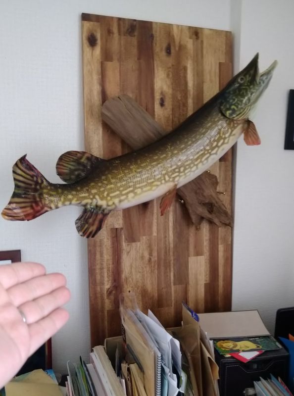 How to Hang A Taxidermy Fish in Japan photo