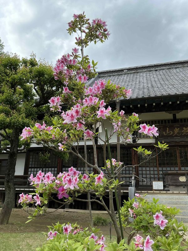 Shimizu Park Azalea Matsuri SPOT REPORT photo