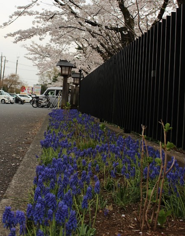Muscari aka Grape Hyacinth, a birthday flower of January 30th photo