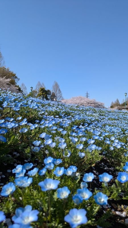 Nemophila, a birthday flower of February 21st photo