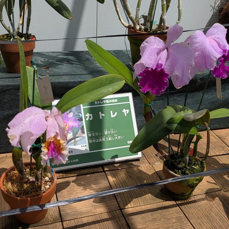 Cattleya, a birthday flower of January 13th photo