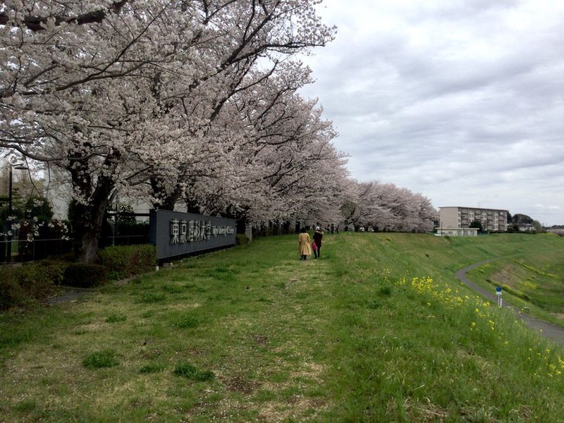 Tone Canal Expansive Views of Cherry Blossoms [SPOT REPORT] photo