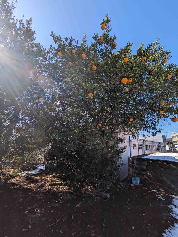 Japan's unique "Dekopon" photo