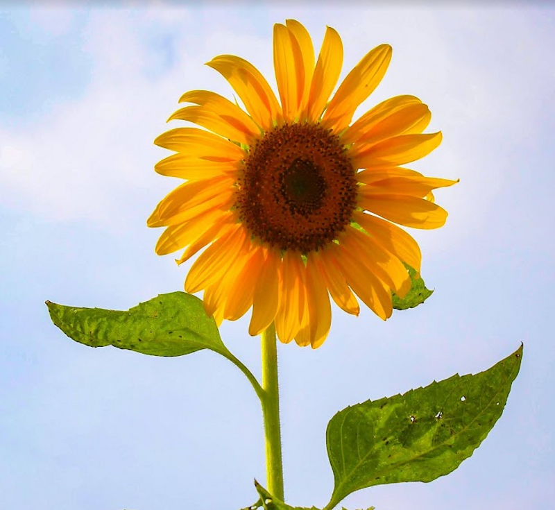 Reducing incontinence stigma in Japan photo