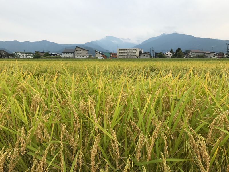Rice fields through the seasons  photo