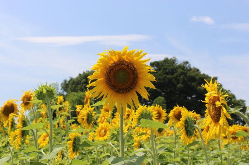 Facing a full summer in Japan photo