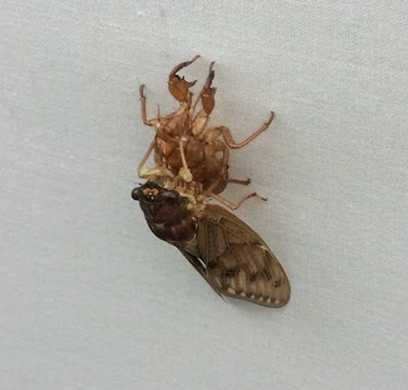 Microseason: Evening Cicadas Sing photo