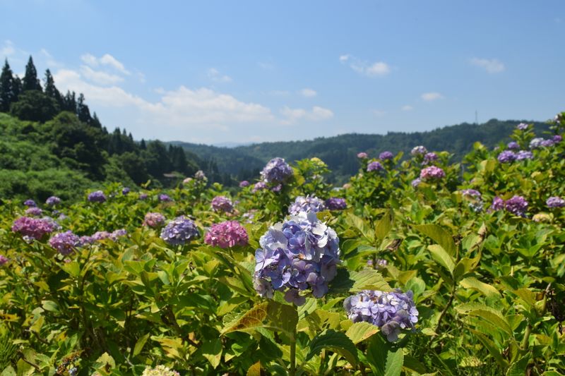 Niigata's breathtaking natural beauty photo