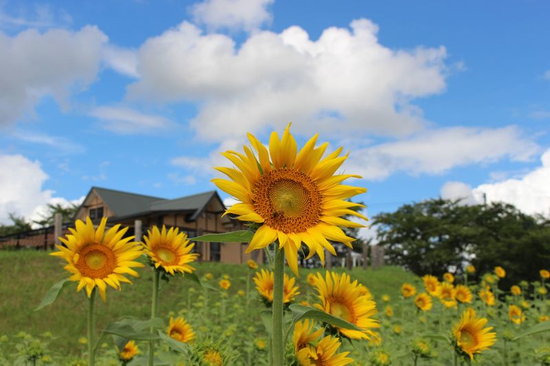 "Taisho": Major Heat Solar Term photo