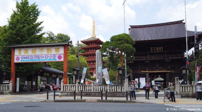 Takahata Fudoson Temple during the beautiful ajisai season photo