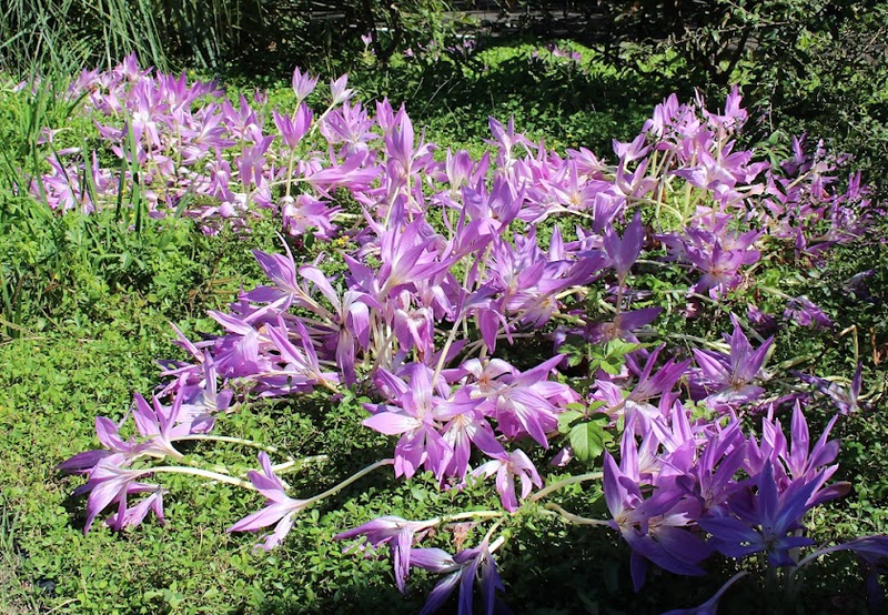 Colchicum, a birthday flower of September 21st photo