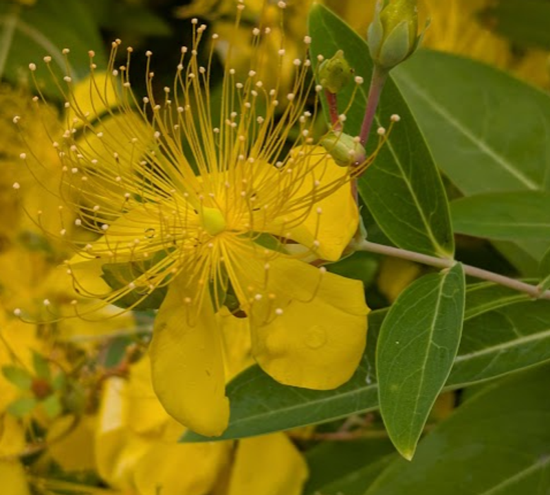 Hypericum, a birthday flower of June 26th photo