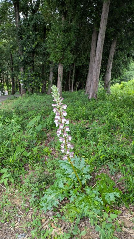 Acanthus, a birthday flower of June 10th photo