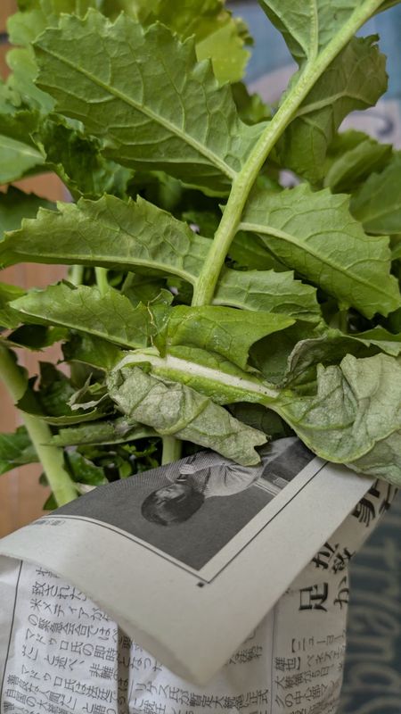 Junior High School vegetable farm photo
