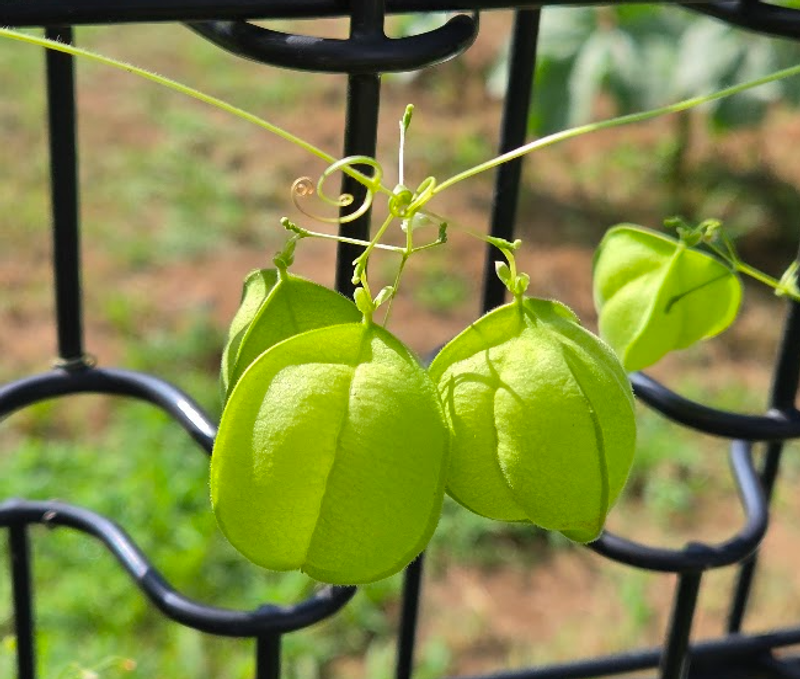 Balloon Vine, a birthday flower of September 17th photo