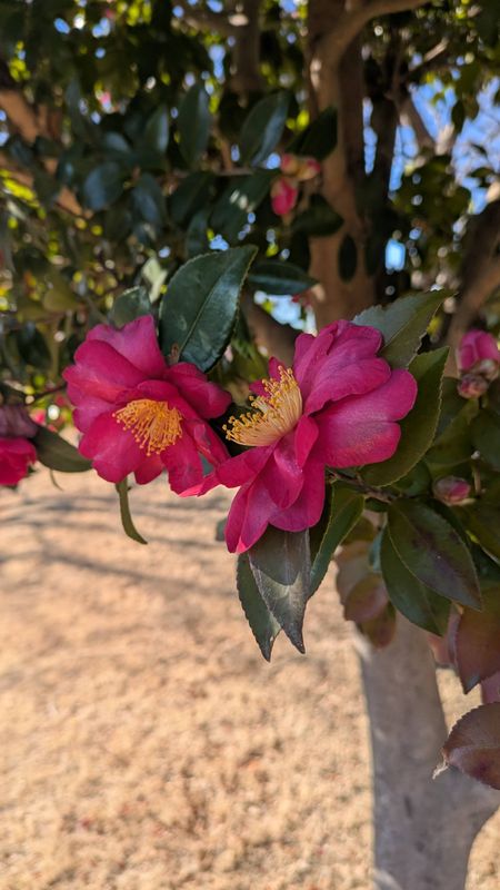 The season for tsubaki photo