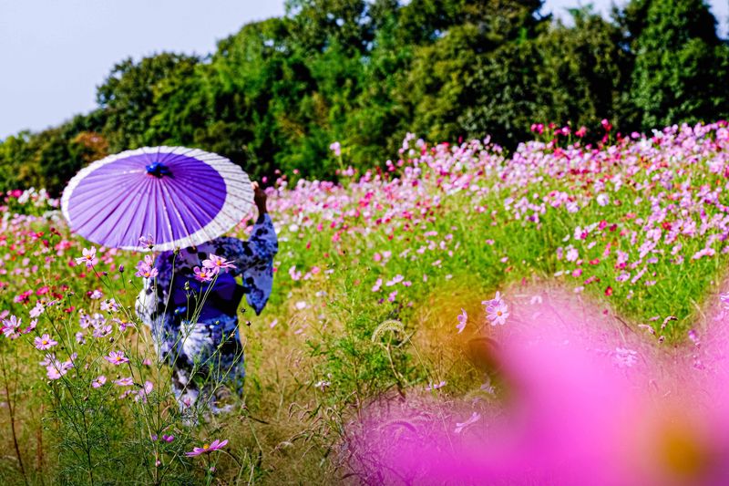 Autumn in Japan: Cosmos is Turning the Fields PINK! photo