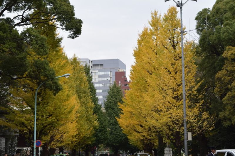 Autumn in Tokyo: Pure Beauty photo
