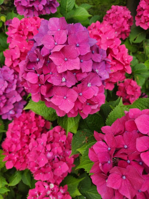 Summer pattern Seasonal Affective Disorder photo