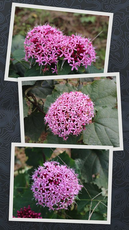 Pentas, a birthday flower of June 26th  photo