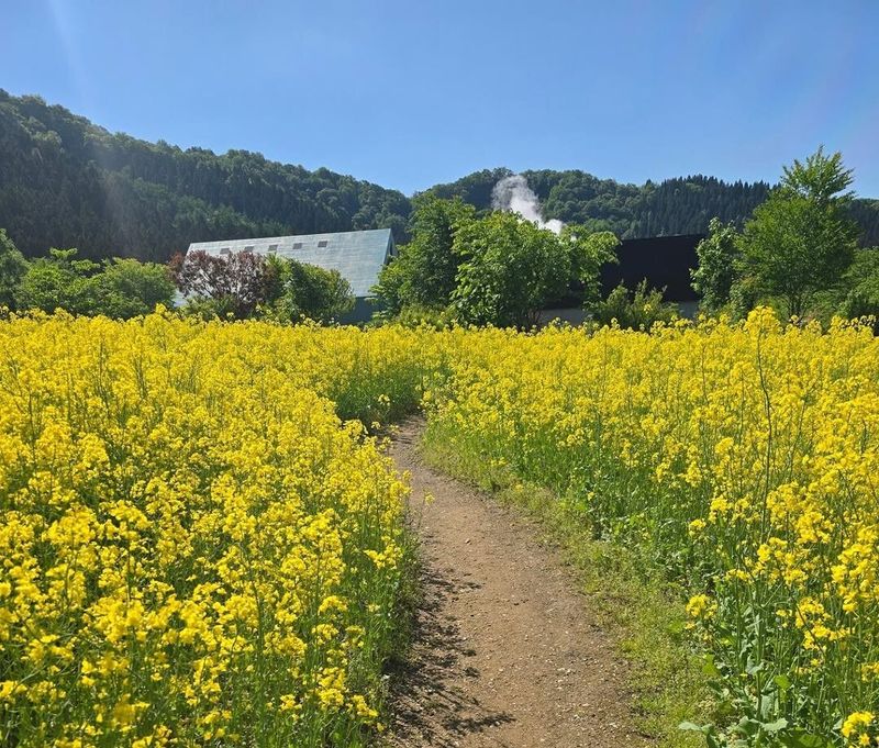 More Americans are considering Japan as a place to relocate to photo