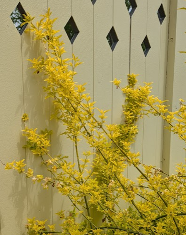 Forsythia, a birthday flower of March 22nd photo