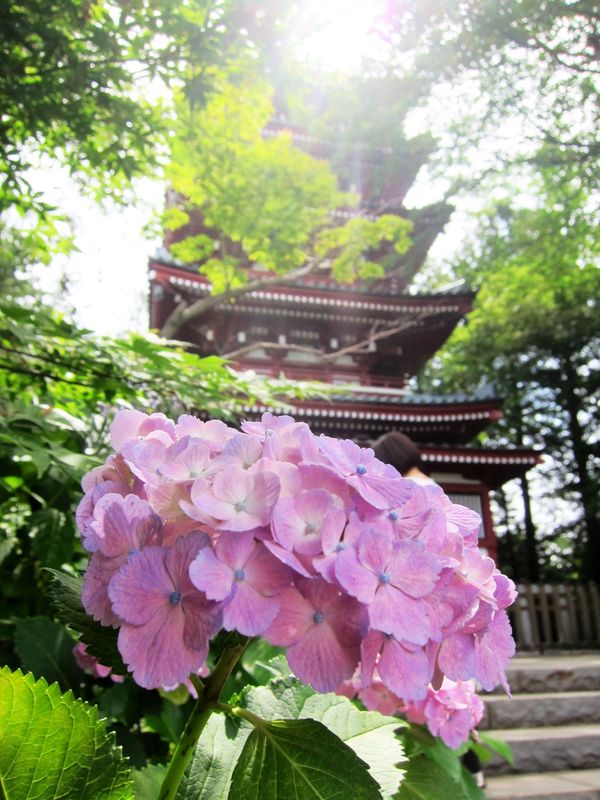 Hondoji Temple – the hydrangea paradise photo