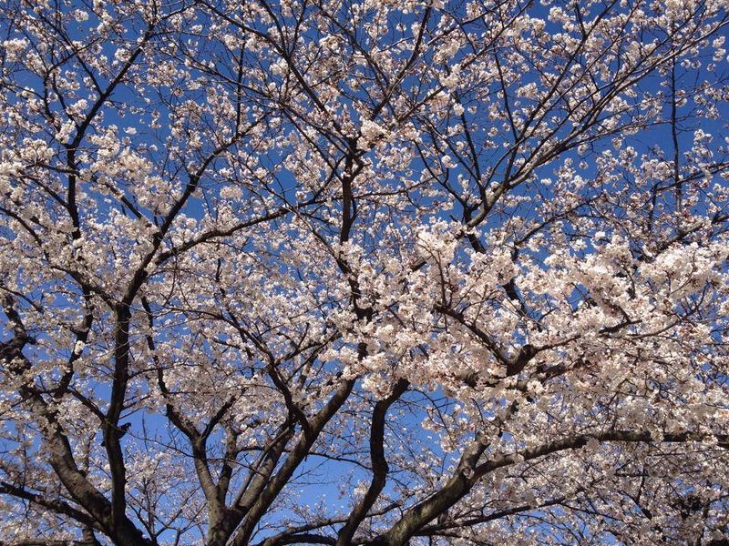 Best cherry blossom spots: Matsudo City's Sakuradori | City-Cost