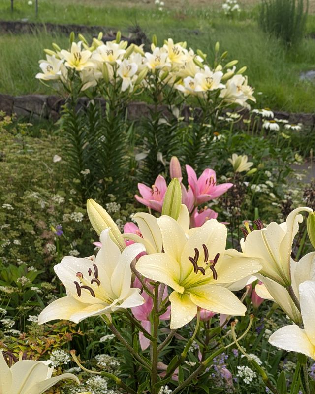 Summer flowers in Japan: lilies photo